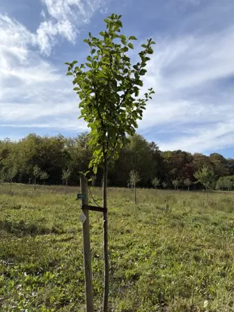Foto treephoto-xeujo081mrmbnvq6zit7iwyp.jpeg