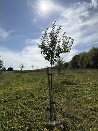 Foto treephoto-yg549otfdhqy0rxl27w8fnep.jpeg