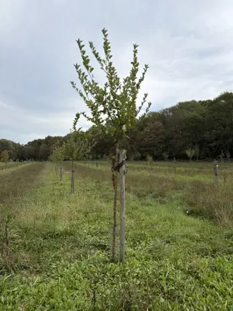 Foto treephoto-ce8sv4gs775to5agjg8lbhnk.jpeg