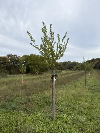 Foto treephoto-gbi8iobeby78ea0krlpqurwm.jpeg