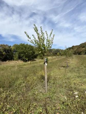Foto treephoto-ged7jnbzanb29f7erourbzh7.jpeg