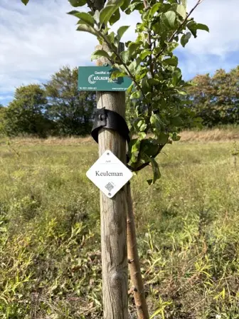 Foto treephoto-t608f2v1rihz2csyz0t7u6ga.jpeg