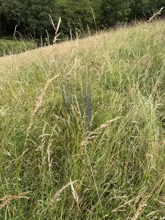 Foto treephoto-k2ehvy6rpaawpoeawfet3s9y.jpeg