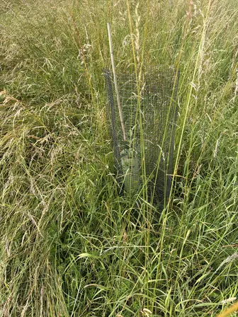 Foto treephoto-t2pj1f8pwjqej9vd9vk24181.jpeg