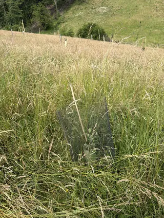 Foto treephoto-w16mkxt3gnax7l8i2idk9xnb.jpeg