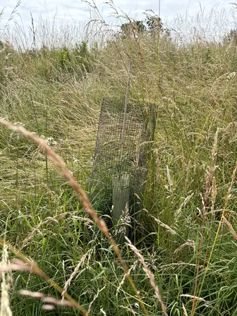 Foto treephoto-zb3s5i1lih5xnujqxml30ujd.jpeg