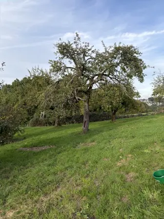 Foto treephoto-bf5mo29g0dc2rm44ib99pdot.jpeg