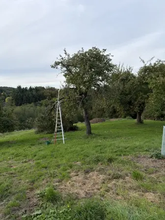 Foto treephoto-ikmnahmwwv3263jnpj0jxzaf.jpeg