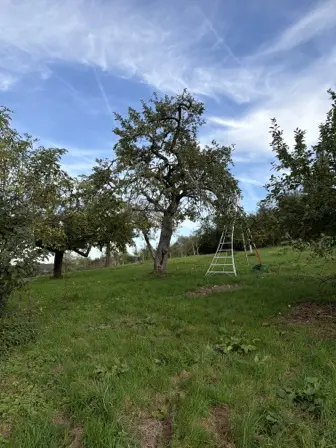 Foto treephoto-ilpzp0b84s8bd8bbogw3z20n.jpeg