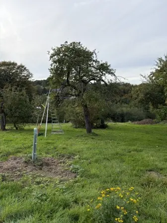 Foto treephoto-p7mvcgx3u41ue107dbxi61ef.jpeg