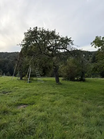 Foto treephoto-uqecdbz5ik83udyujtohr0j2.jpeg