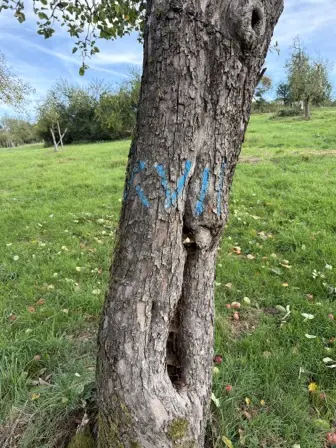 Foto treephoto-v53nhit4vxvv757acptfrzbo.jpeg