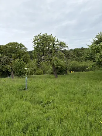 Foto treephoto-wkdhrh2iung44eikes05xv43.jpeg