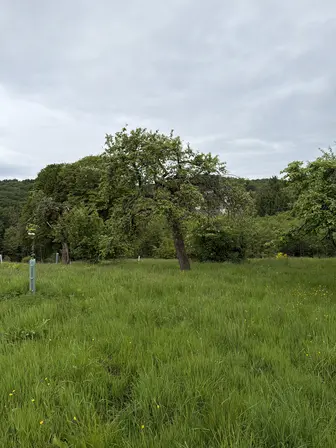 Foto treephoto-yvq27k8g5l92gcqzuhulhjwn.jpeg