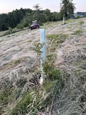 Foto treephoto-i41g6r1lk148dknfdepxvop7.jpeg