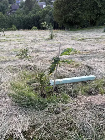 Foto treephoto-smlvg00btnreto6mtudp4x47.jpeg