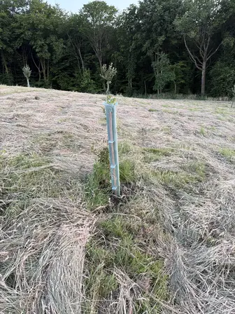 Foto treephoto-y30mit02xzf4st2adalb9wcr.jpeg
