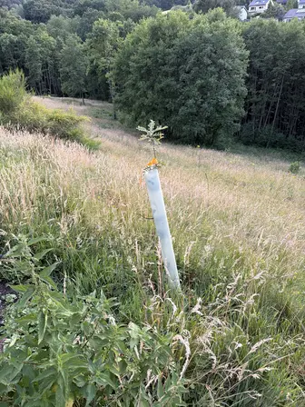 Foto treephoto-eh3rv1vpk8mird3x89bkoek2.jpeg