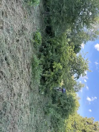 Foto treephoto-d6dwp9thz3pepwhthq3c9lki.jpeg