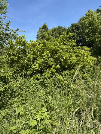Foto treephoto-m0llb7v3pf0hessgvjgvec64.jpeg