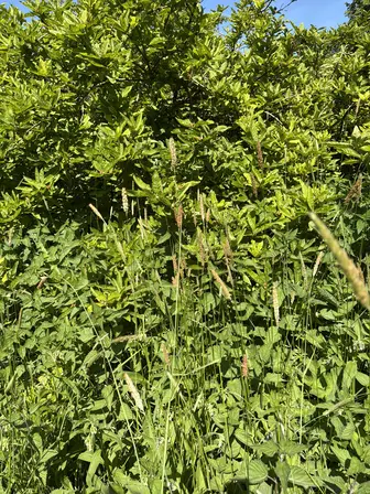 Foto treephoto-p07dl0idas5h61uldhez4yed.jpeg