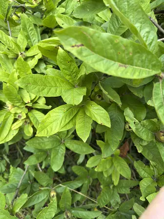 Foto treephoto-u7yx9ivz6sfezjsolpar9yy9.jpeg