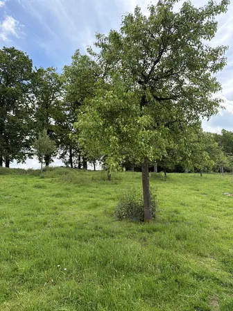 Foto treephoto-bt4m2p71d8v2lzza0o0vdkzb.jpeg