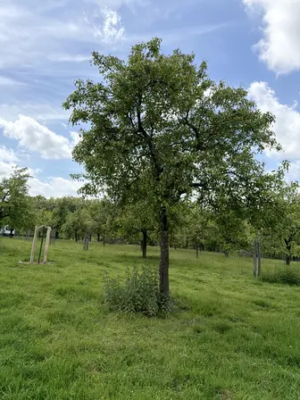 Foto treephoto-j7opuzmp9yrq63zrs06ody9w.jpeg