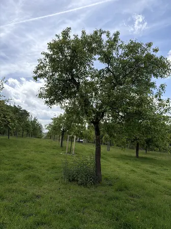 Foto treephoto-p0ua1xemsqycrgvwrrqm6gp6.jpeg