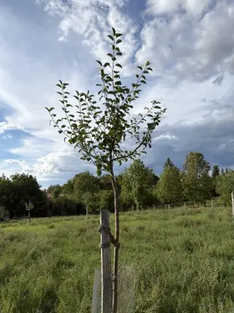 Foto treephoto-g0e648ravyy6bv27ekpj96h1.jpeg