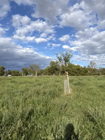 Foto treephoto-kiqx9fapjmlwdfgswetsobzz.jpeg