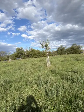 Foto treephoto-xcdh9jpuix1skvx4bn6l77tv.jpeg
