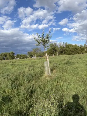Foto treephoto-y0fgvyjzt9zxcver7x0mrvws.jpeg