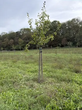Foto treephoto-bgpiglvzygilyt3a068mczuf.jpeg