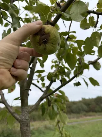 Foto treephoto-ez7og4xsepr9wpb6utvzfhlw.jpeg