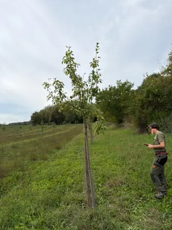 Foto treephoto-i3c3460wweh9tez1iblssj10.jpeg