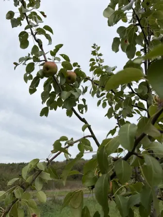 Foto treephoto-it9q3myslpg0yr21gyfcopsi.jpeg