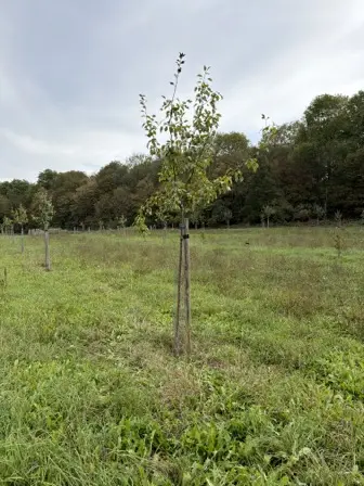 Foto treephoto-iz122ddn1xwgz6cbdg618wqd.jpeg