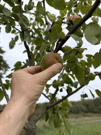 Foto treephoto-l48irkin13gb8fdvvwuegowq.jpeg
