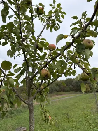 Foto treephoto-lfjpshe7n8s0w4hxb7hll0rd.jpeg
