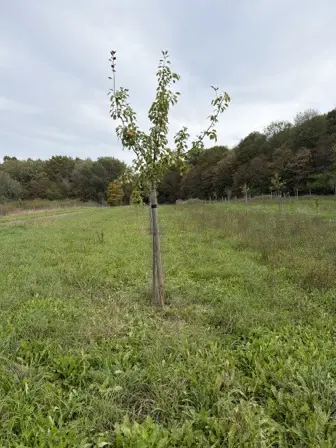 Foto treephoto-llgd6fdkyorlsb9rhd9ygvvk.jpeg