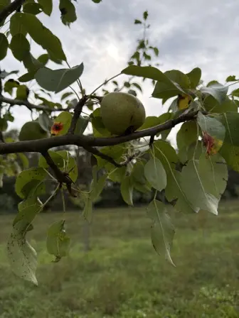 Foto treephoto-o73hj9344cf7awg64olbpzd9.jpeg