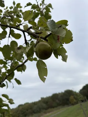 Foto treephoto-plxbnzntlefgopna6pex0bx9.jpeg