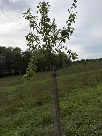 Foto treephoto-slhtu9wtix9fkyqp41gx358c.jpeg