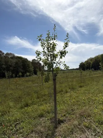 Foto treephoto-x27xve3sekrxvc780k4i188w.jpeg