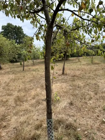 Foto treephoto-ekbd8jve01y4ekv082wwids6.jpeg