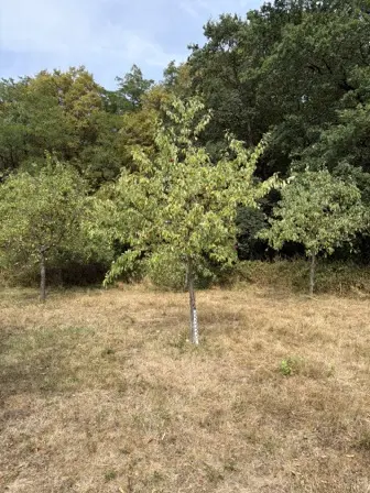 Foto treephoto-m8f03hez345cpf6g8bkn23ex.jpeg