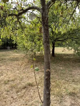 Foto treephoto-ncgquqmff44do2zw2qu2ya0j.jpeg