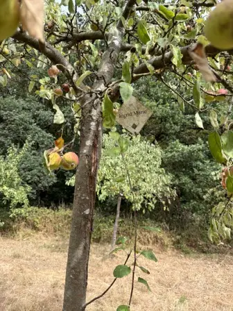 Foto treephoto-ywjqxvwd4ujv2hp3rsyijvvi.jpeg