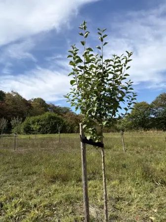 Foto treephoto-lsbnpsvpdhf7828bl595cvf6.jpeg